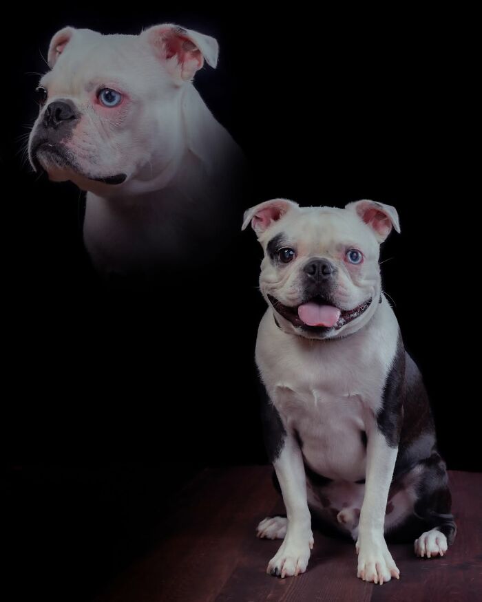A silly portrait of pets and their owners featuring a white and black bulldog with blue eyes, with a large bulldog head floating above it.