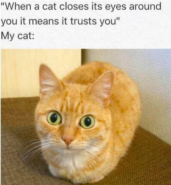 Funny cat meme with an orange cat and wide-open eyes. It looks distrusting, contrasting the meme text.