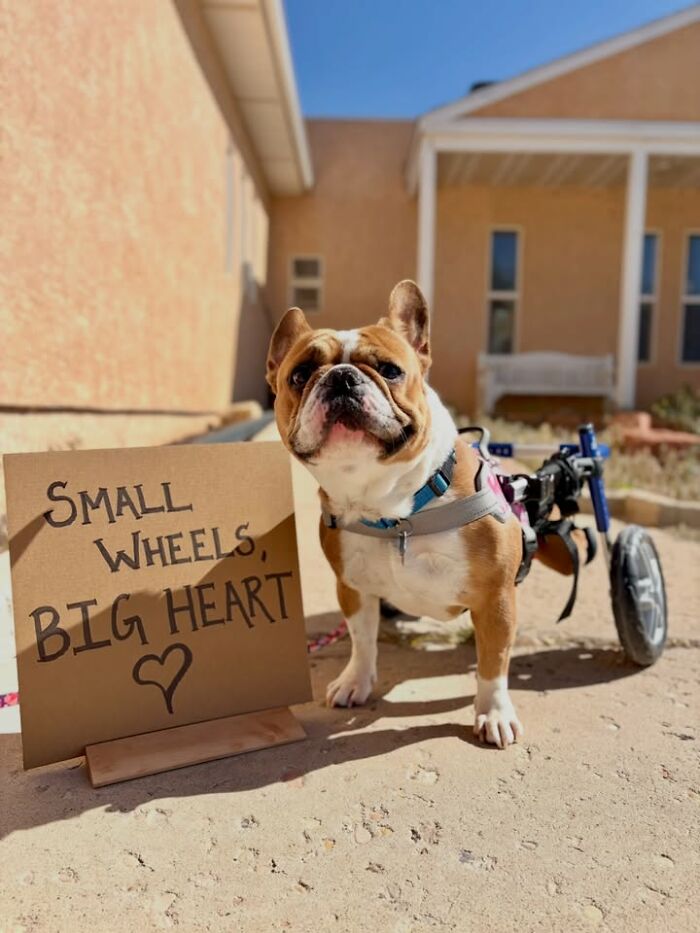 A small dog in a wheelchair with a cardboard sign saying Small Wheels, Big Heart, promoting adoptable pups.