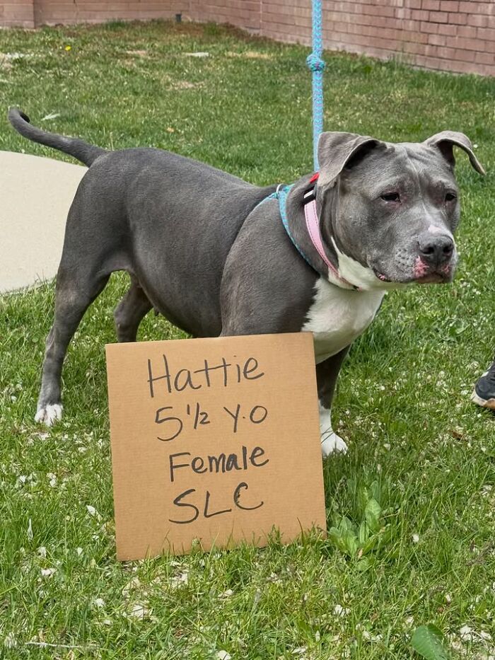 A gray dog with a cardboard sign introducing Hattie, a 5 1/2 year old female for adoption, highlighting adoptable pups.