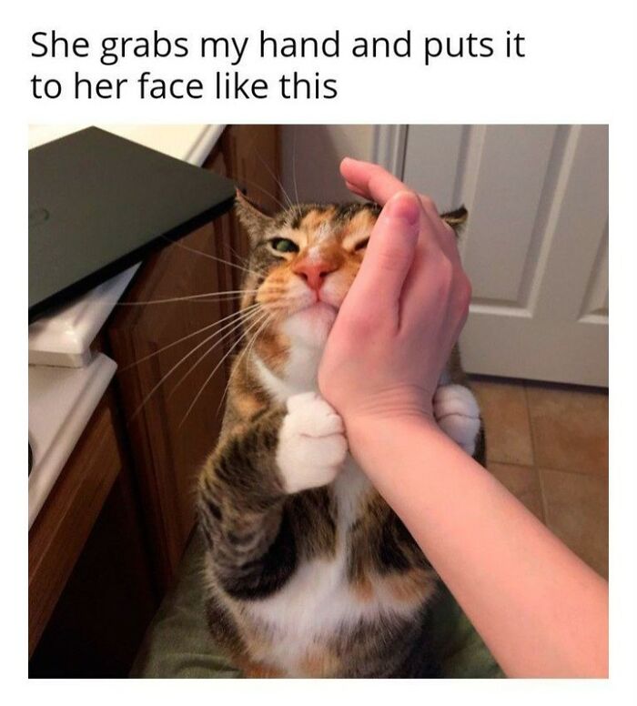 A funny cat meme of a person gently squishing a cat's face with their hand.