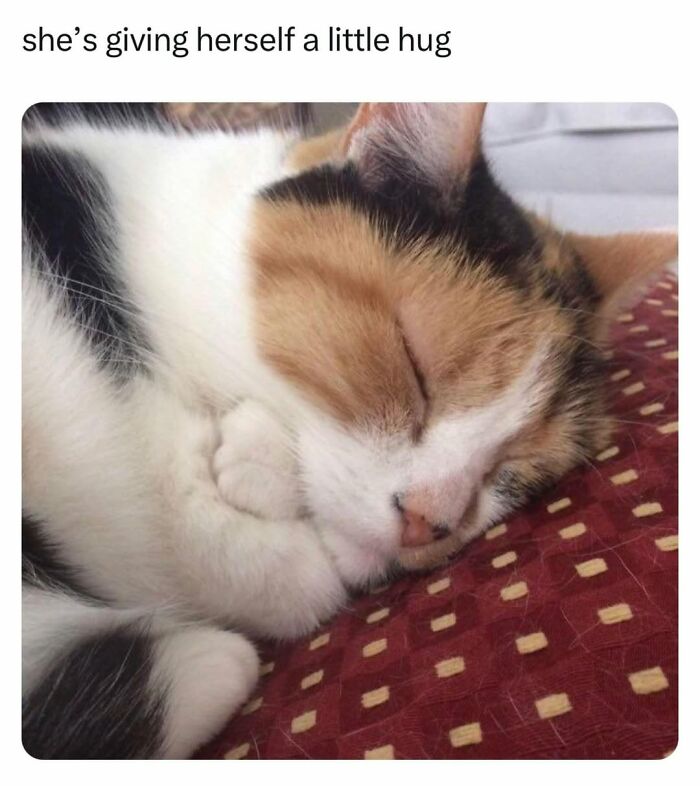 Funny cat meme showing a calico cat sleeping, giving herself a little hug. A furry friend feeling comfy and cute.