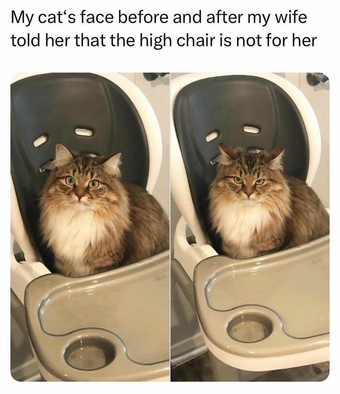 A fluffy cat meme in a high chair before and after being told the high chair is not for her.