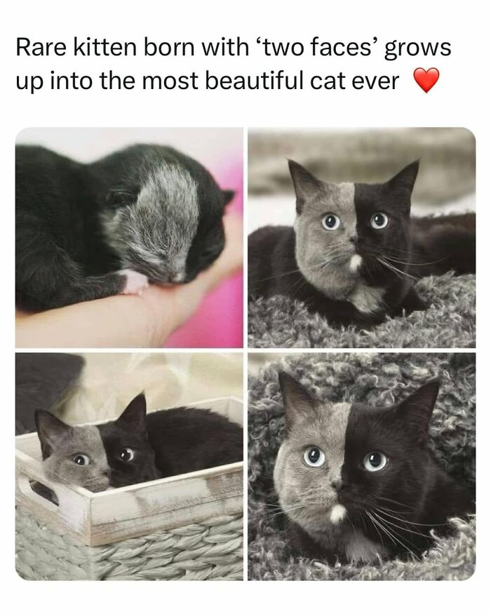 A split-face kitten with gray and black fur, showcasing different stages of its growth. Funny cat meme.