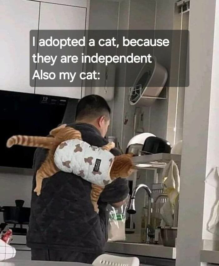 A person carrying a ginger cat wearing a white garment over their shoulder while in a kitchen. Funny cat meme.