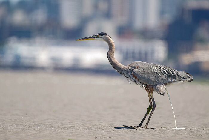Wildlife photo of a heron in mid-action with city blurred in background