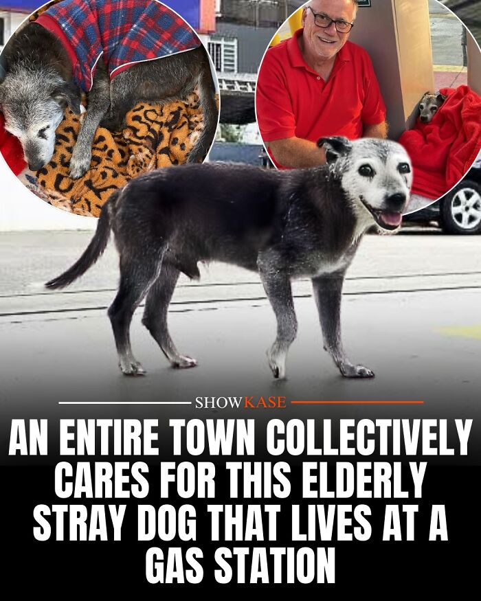 An elderly stray dog living at a gas station cared for by the town, highlighting wholesome stories of kindness.