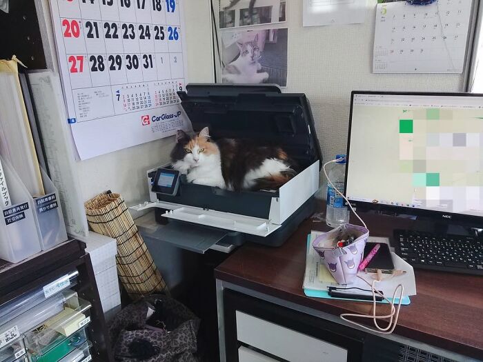A fluffy calico cat at work is seriously resting inside a printer in an office setting.