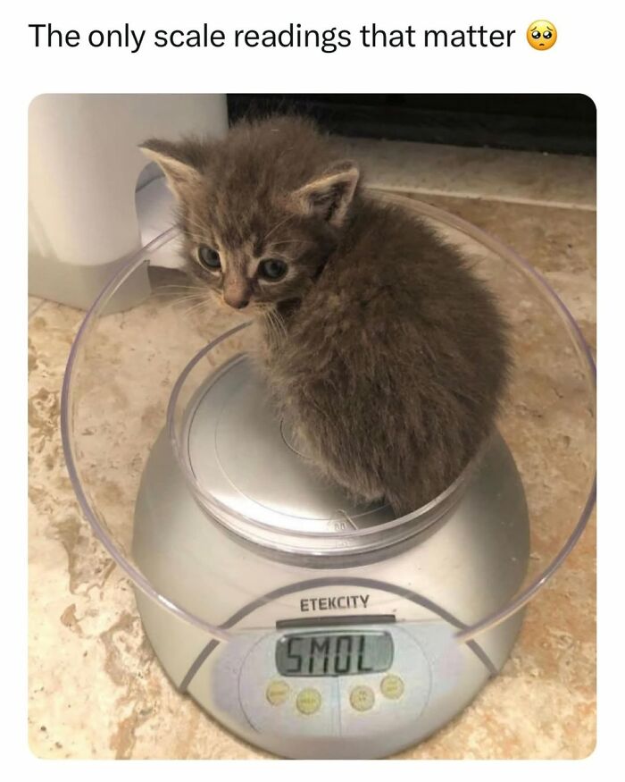 A small, fluffy gray kitten sitting on a kitchen scale that displays SMOL. Funny cat meme.