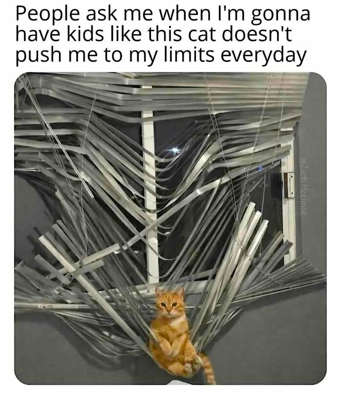 An orange cat sitting amidst tangled, broken window blinds. Funny cat meme.