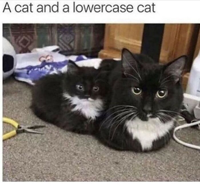 Cute cat memes with a large black cat and a small black and white kitten sitting together.