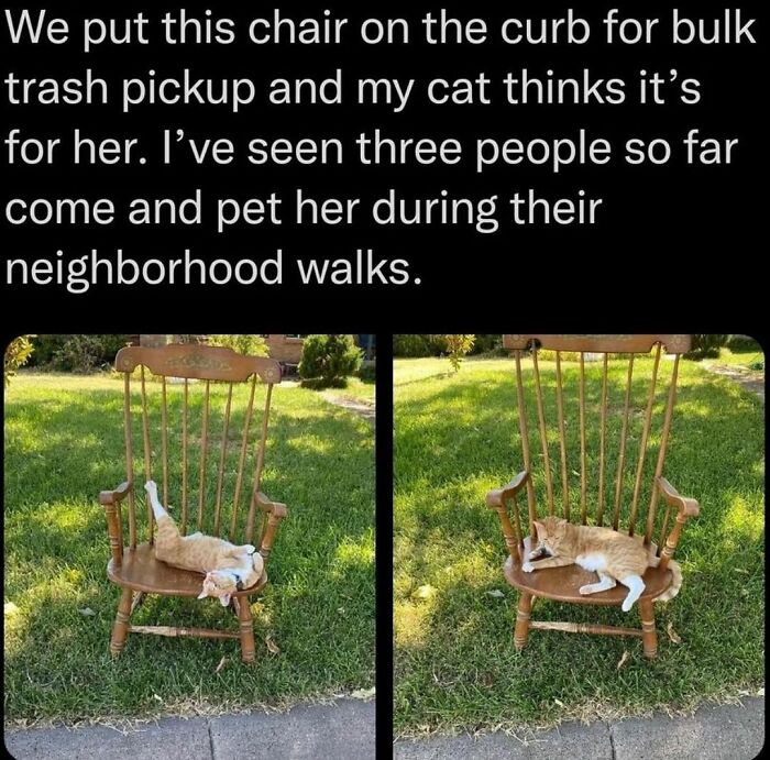 Hilarious cat memes show an orange and white cat relaxing on a wooden chair left out for trash pickup.