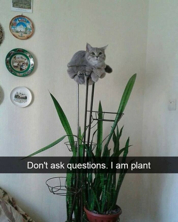 Amusing cat memes depict a gray cat perched atop a tall plant, with a caption saying I am plant.