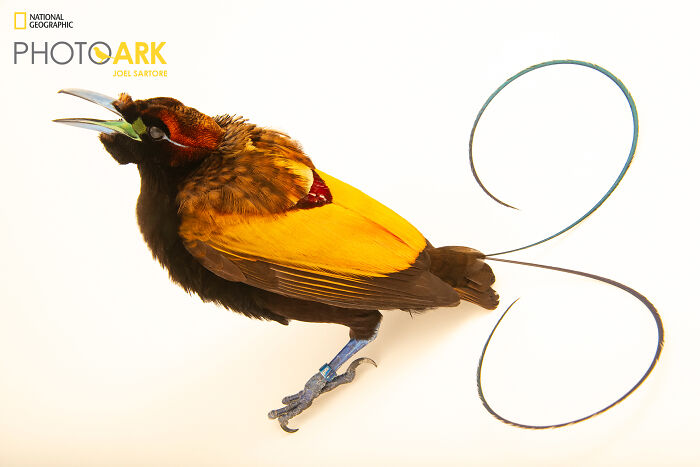 The Magnificent Bird-Of-Paradise (Diphyllodes Magnificus)