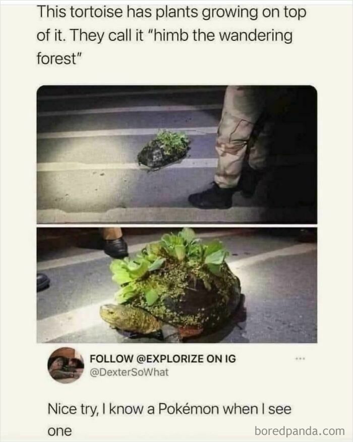 A blursed comment on a tortoise with plants growing on its shell, described as a wandering forest.
