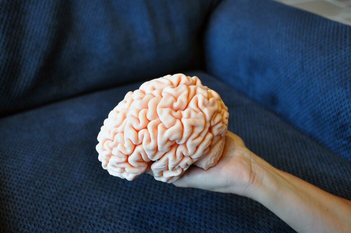 A hand holds a realistic 3D printed human brain model, demonstrating brilliant anatomical printing.