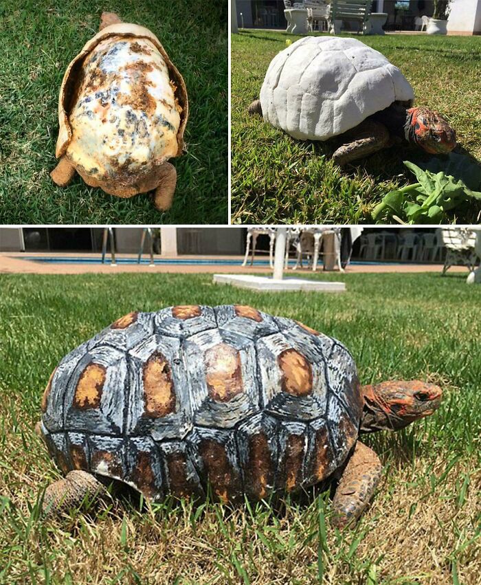 A tortoise with a customized 3D printed shell, showing the brilliant stuff made with 3D printers.
