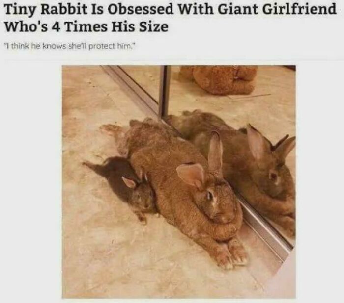A meme with a tiny rabbit obsessed with a giant girlfriend rabbit, part of a Roses Are Red rhyme sequence.