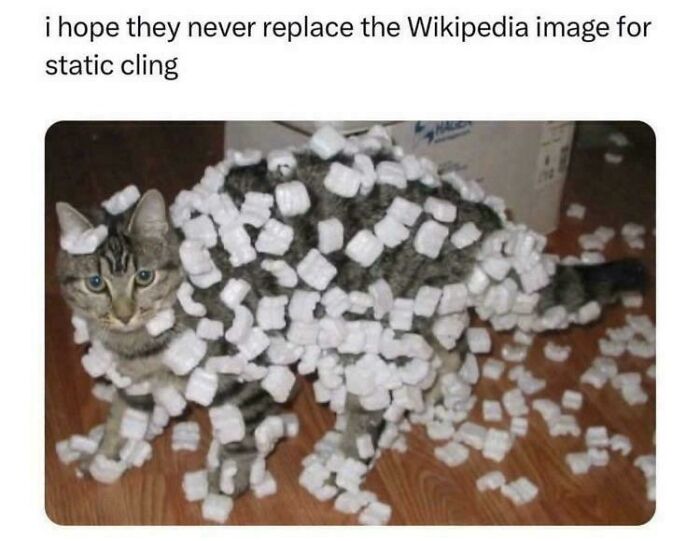 A cat covered in packing peanuts, illustrating static cling for a Roses Are Red meme.