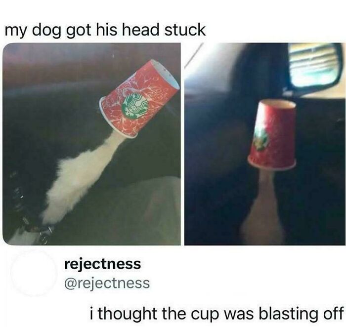 Two images showing a white dog's head stuck inside a red Starbucks cup, making it look like the cup is a rocket blasting off. Text below says, 'i thought the cup was blasting off.'