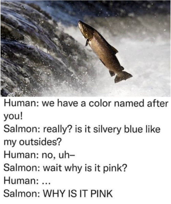 A comic strip featuring a human and a salmon. The salmon is shown mid-air leaping out of the water. The dialogue is about the color salmon, with the fish questioning why it's pink.