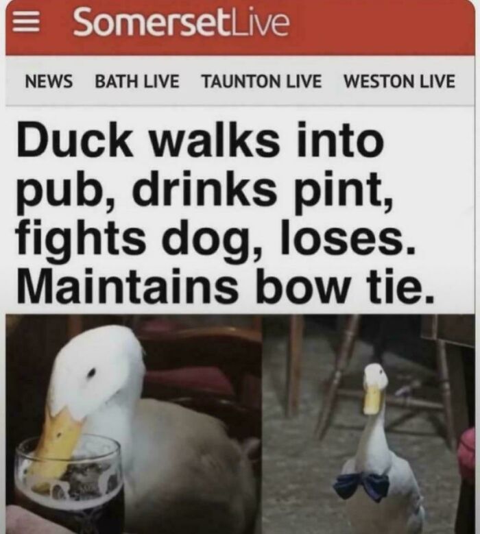A duck in a pub drinking a pint and another duck wearing a bow tie, illustrating a funny story that created comedy.