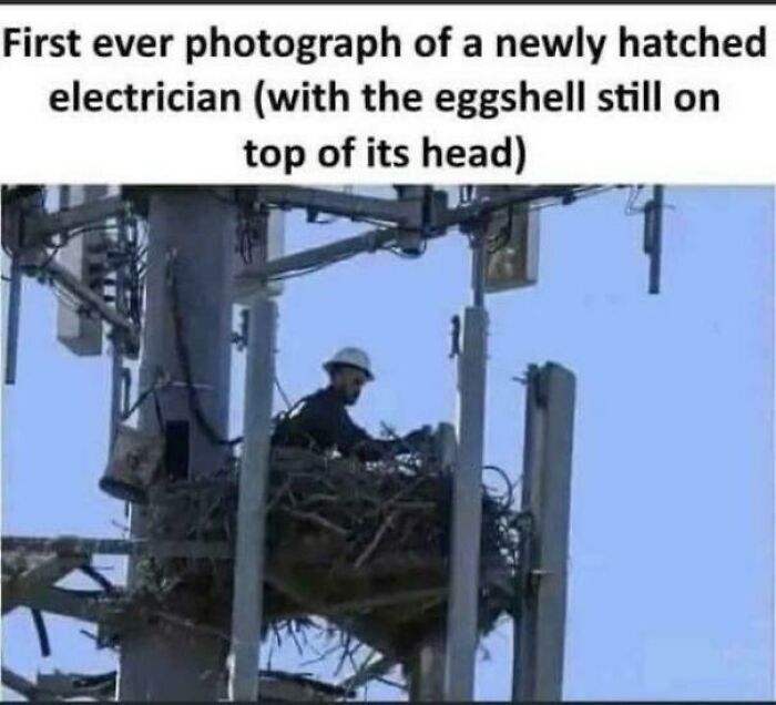 A man in a hard hat sits in a large bird-like nest on a tall structure, a humorous image of an electrician creating comedy.