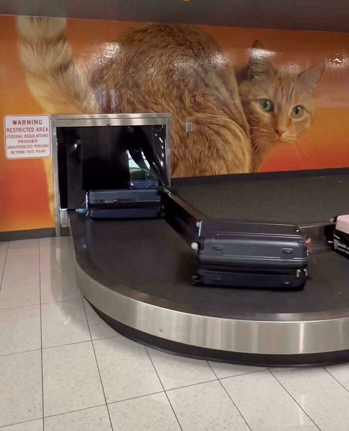 A large ginger cat painted on a wall behind a baggage claim and X-ray machine at the airport, a weird thing.