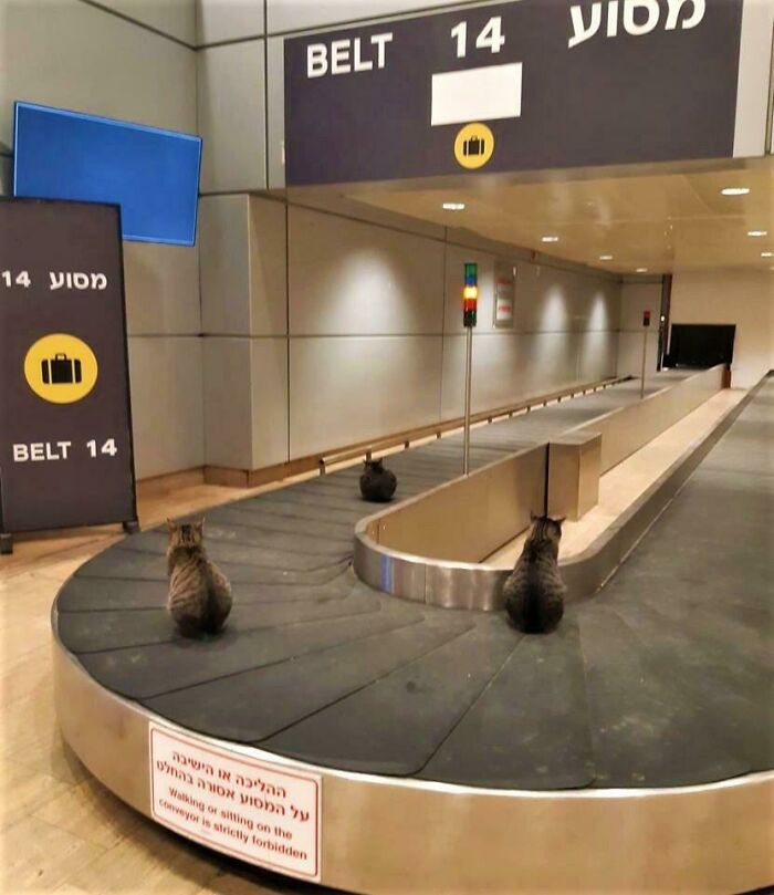 Hilarious and weird things spotted at airports: three cats sitting on a baggage claim conveyor belt at an airport.