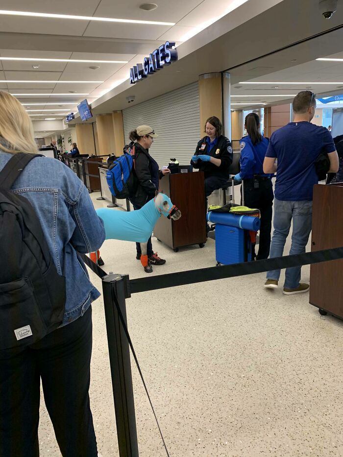 Hilarious and weird things spotted at airports: a dog in a blue full-body costume waiting at airport security checkpoint.