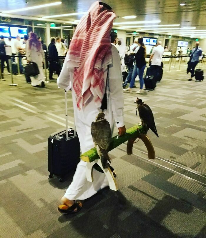 A man in traditional attire walking with two falcons on a perch at an airport, one of the weird things spotted at airports.