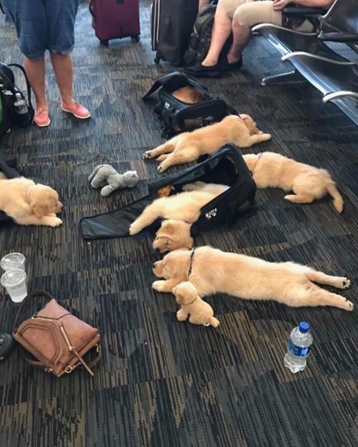 Several golden retriever puppies sleeping on the floor near luggage in an airport, a hilarious thing spotted at airports.