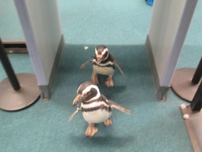 Two penguins waddling on the carpeted floor inside an airport, a weird thing spotted at airports.