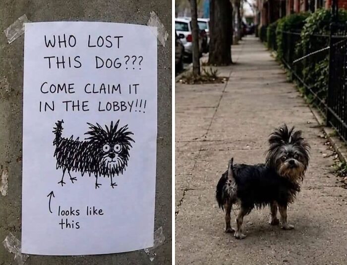 A funny sign of a lost dog sketch next to the actual dog, showing the sketch was observational.