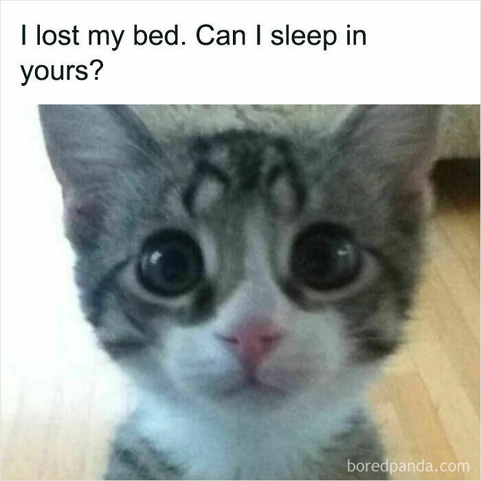 A cat meme with a cute kitten looking up with big eyes. The text asks I lost my bed :( can I sleep in yours?