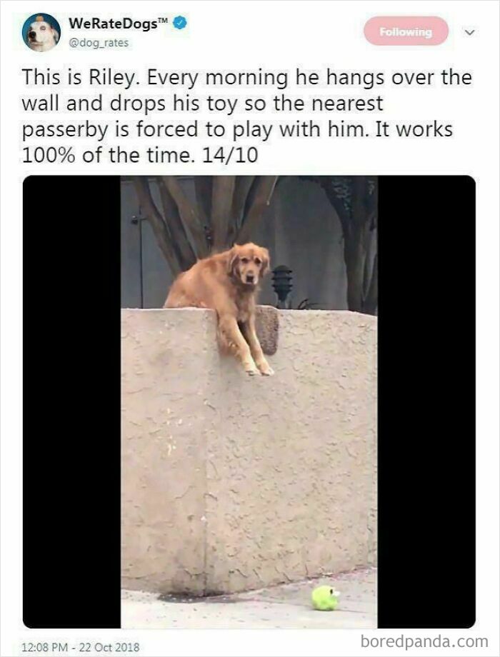 Riley the golden retriever hangs over a wall, dropping a toy, one of many wholesome posts for a tiny break.