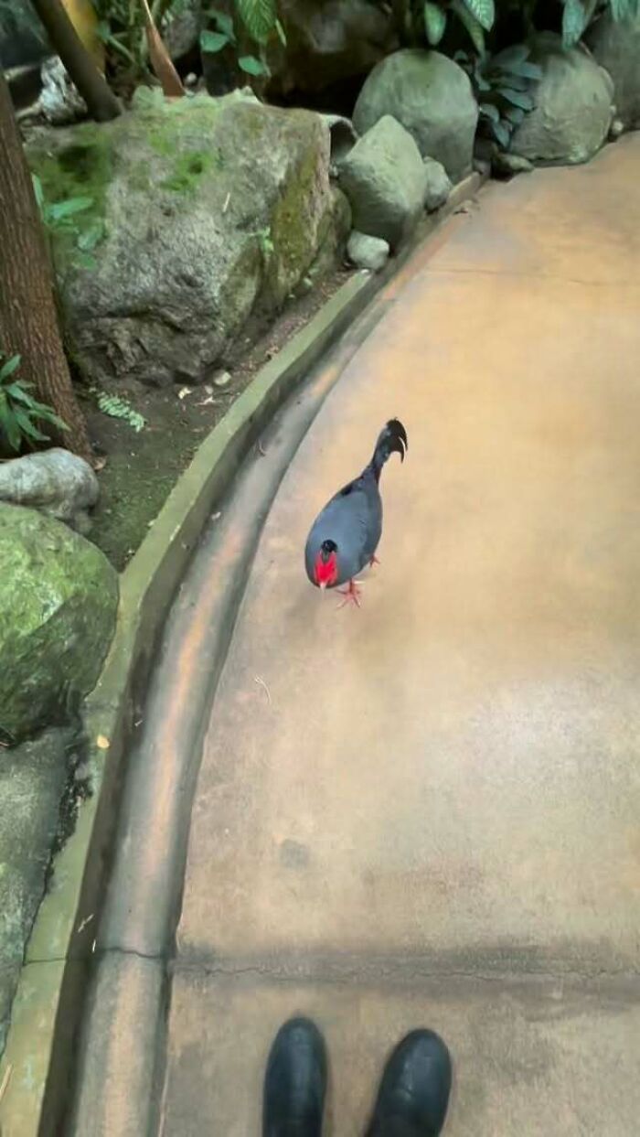 A black and red bird stands on a concrete path in a lush enclosure, one of many animals zookeepers share beef with.