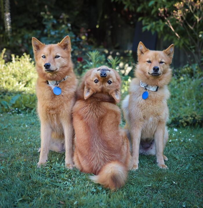 Wholesome animal photo of three dogs with reddish-brown fur, one playfully upside down, sitting on green grass.