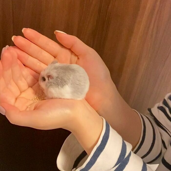 Wholesome animal photos: A tiny grey and white hamster sitting in the cupped hands of a person.
