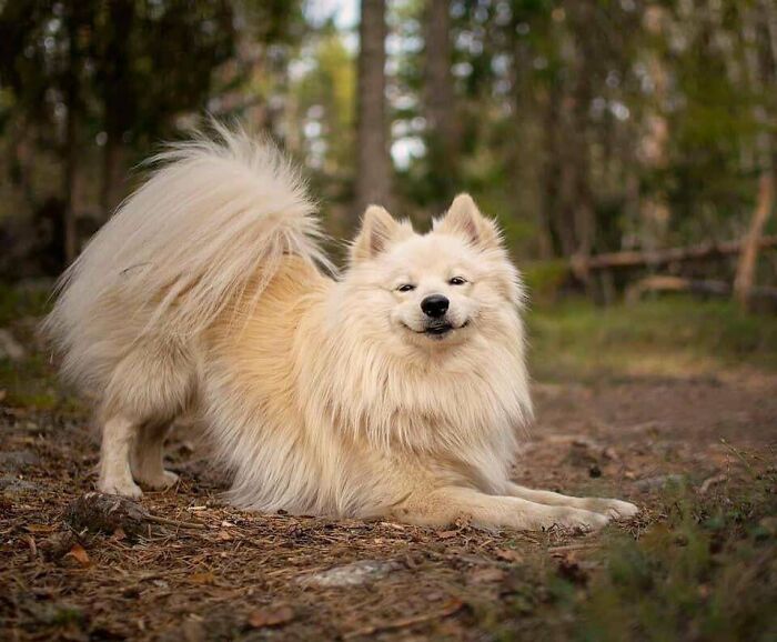 A fluffy white dog with a happy expression lies on the ground in a forest in these wholesome animal photos.