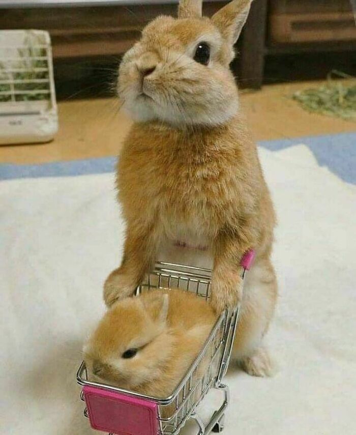 Wholesome animal photos: A cute brown bunny standing upright, pushing a miniature shopping cart with another tiny bunny inside.