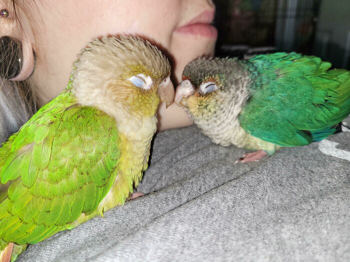 Wholesome animal photo showing two green parrots nuzzling each other on a person's shoulder.
