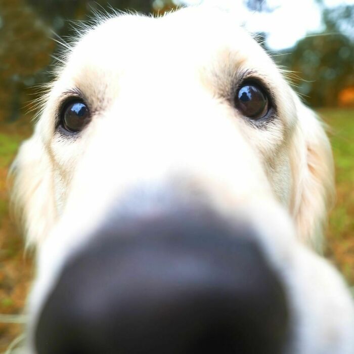 Wholesome animal photo of a white dog's face in a close-up, fisheye view, emphasizing its nose.