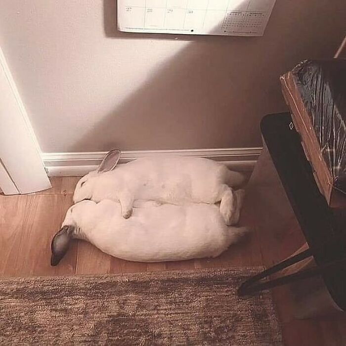 Two wholesome animal photos show a white rabbit lying on top of a larger white duck on a wooden floor.
