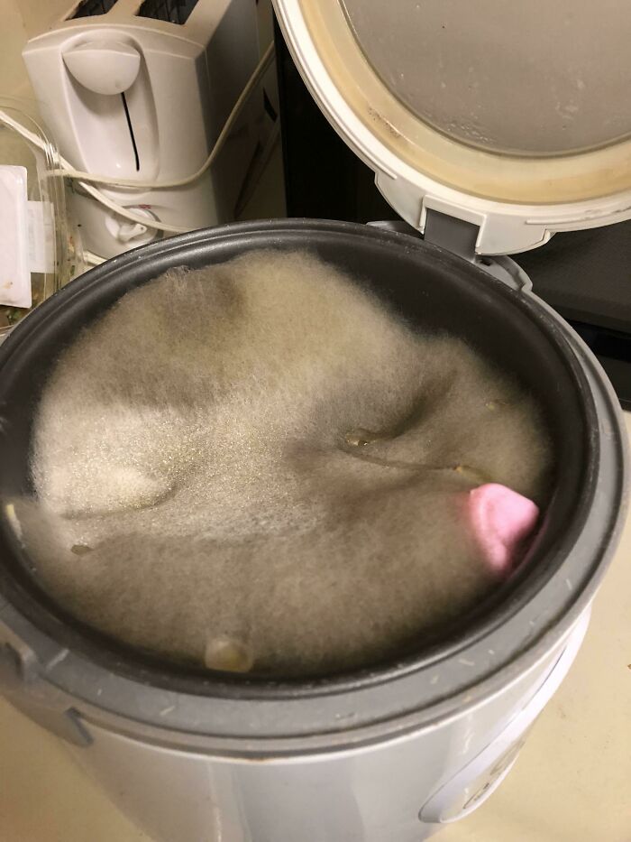A rice cooker full of moldy rice with a pink object, a huge kitchen fail.