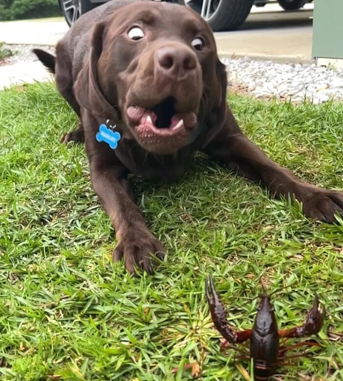 Hilarious photo of a dog making a funny face at a crawfish, like an embarrassing family pic.