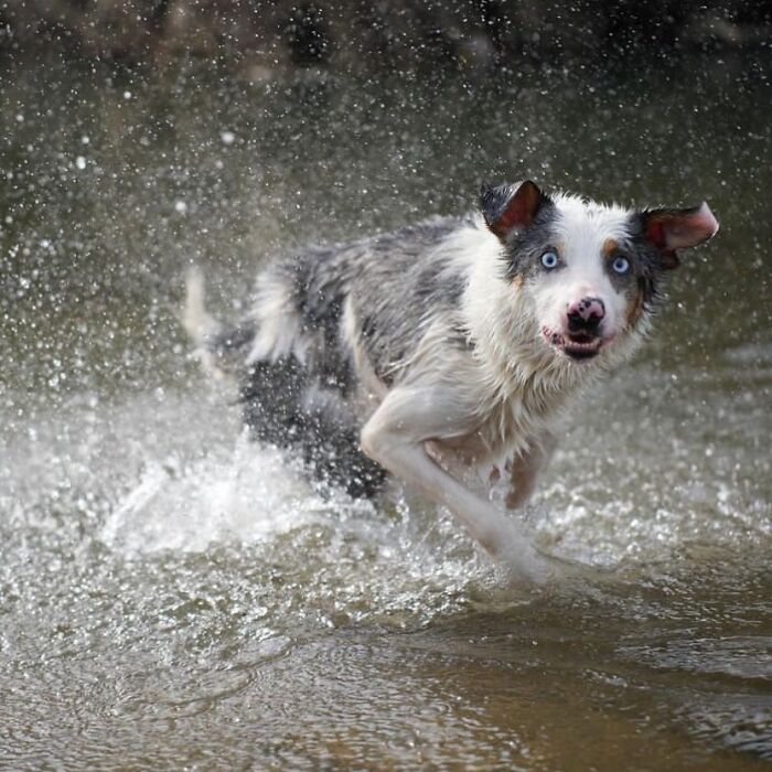 A hilarious dog photo of a dog with blue eyes shaking water off in a lake.
