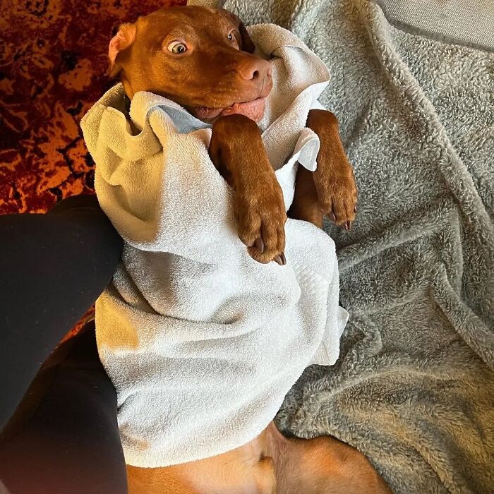 A hilarious dog photo of a wet dog wrapped in a towel looking surprised.
