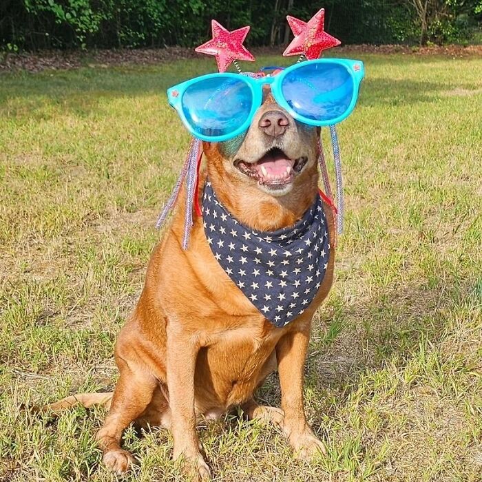 A dog wearing funny sunglasses and a bandana, looking like an embarrassing dog's family pic.