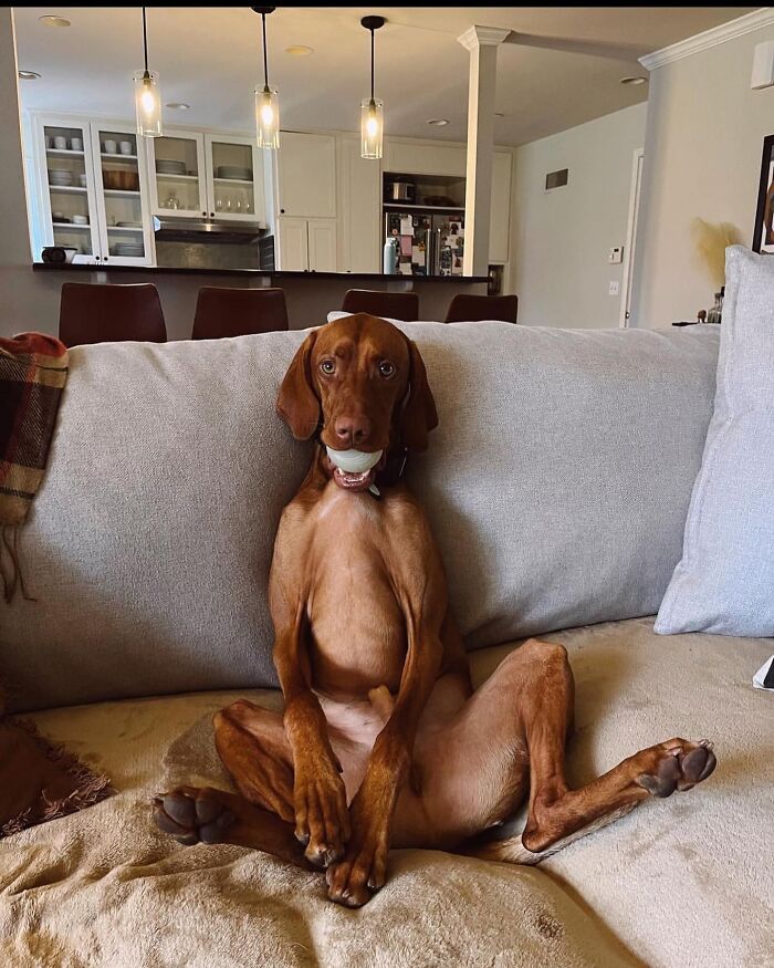 A dog sitting upright on a couch with a ball in its mouth, a hilarious dog's version of family pics.
